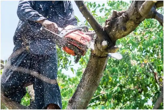 tree services Port Aransas